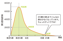 胎児期から閉経までの卵胞数の推移